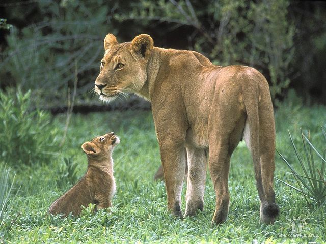 getImage (640x480, 75Kb)