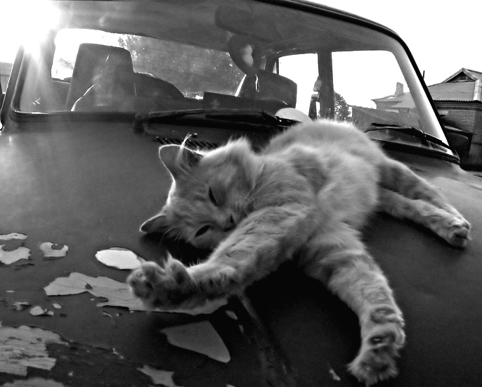 Кошка на капоте. Кот на капоте. Котенок на капоте. Котенок в машине. Кот на капоте машины.