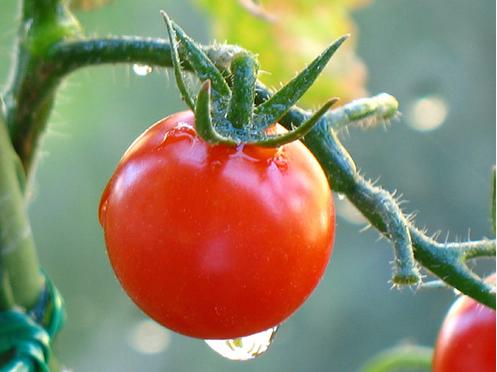 tomatoe (497x372, 23Kb)