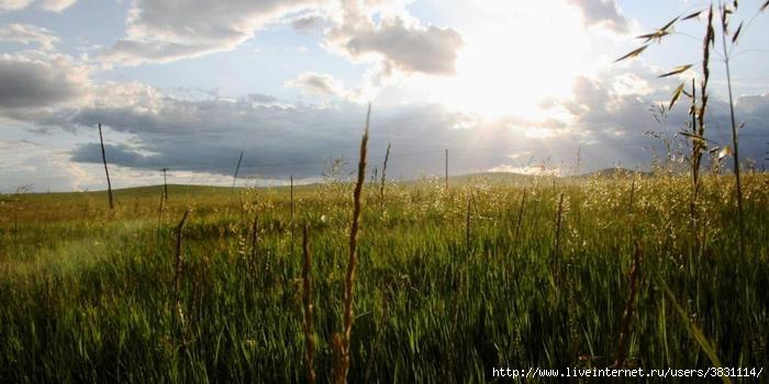 IMG_8865 (700x350, 127Kb)
