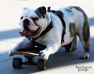 1305650355_bulidogs005 (400x313, 25Kb)