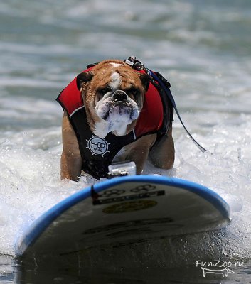 1308469361_dogs_serf002 (353x400, 29Kb)