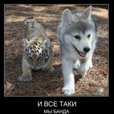 1298666095_demotivator-066 (450x450, 49Kb)