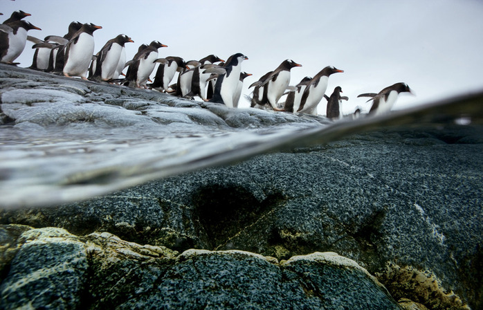 Great-migrations-1 (700x448, 141Kb)