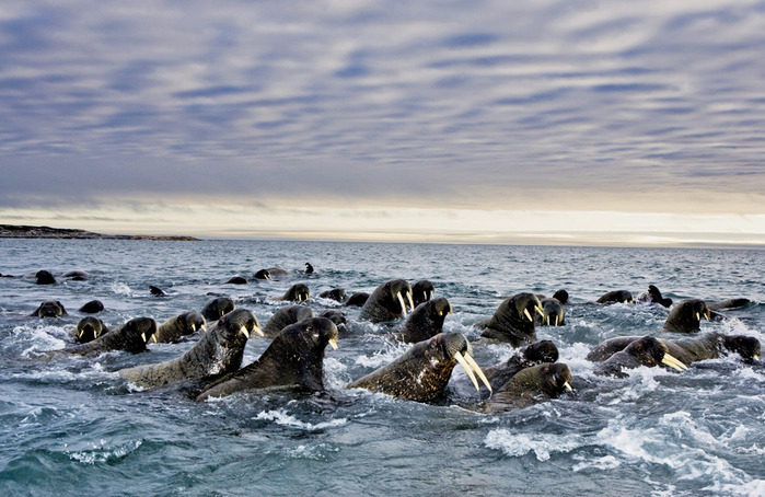 Great-migrations-3 (700x454, 129Kb)