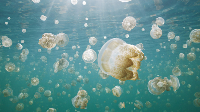 Great-migrations-5 (700x393, 96Kb)