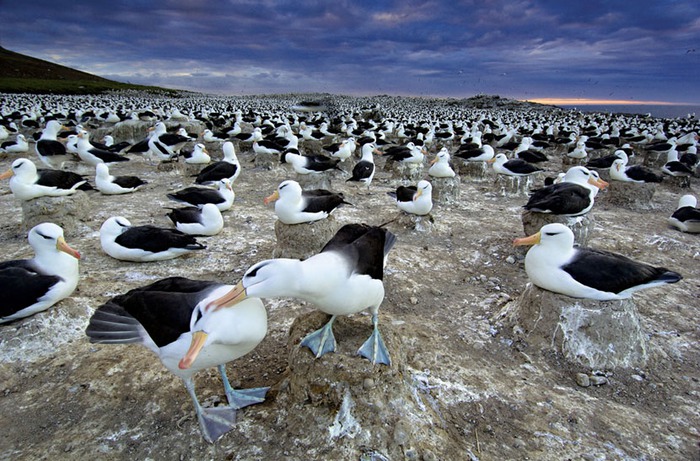 Great-migrations-16 (700x461, 145Kb)