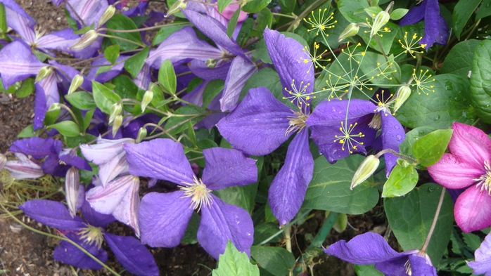 3344534_DSC04196 (700x393, 262Kb)