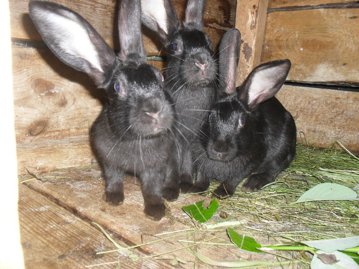 SDC18042 (700x525, 152Kb)