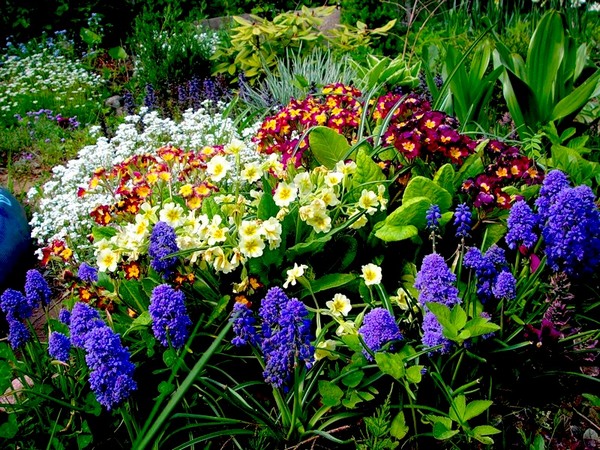 garden-plants-flowering-3 (600x450, 146Kb)