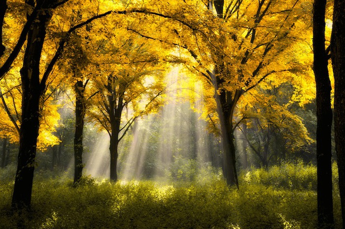 LarsvandeGoor2 (700x466, 172Kb)
