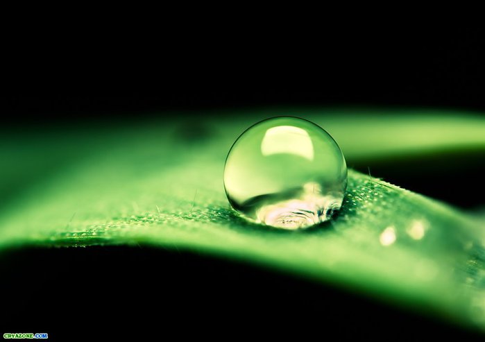 makro-rosinki-ot-fotografa-joni-niemela-1 (700x493, 26Kb)