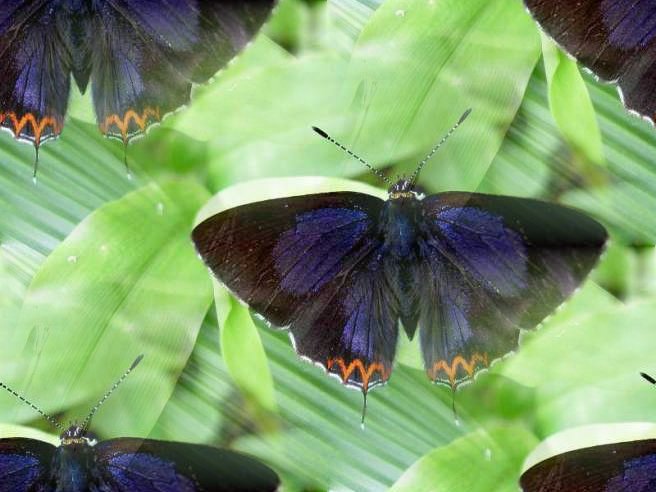 butterfly_wikimedia_0092_big (656x492, 55Kb)