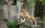  Animals_Beasts_Lion_on_the_rocks_029602_ (700x437, 317Kb)