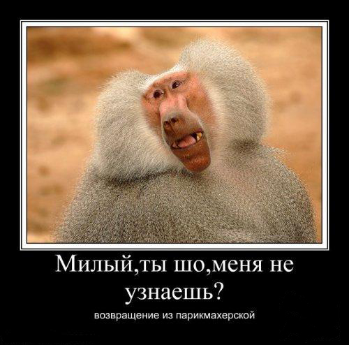 http://img0.liveinternet.ru/images/attach/c/3/76/330/76330318_3185107_obezyana.jpg