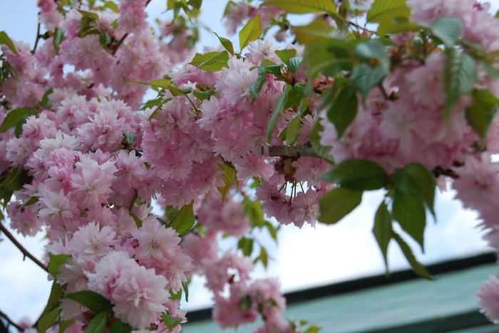 DSC_0164 (700x468, 105Kb)