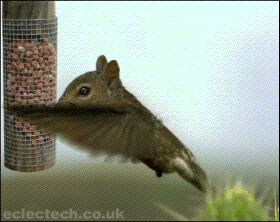 1225660208_animal_gifs_61 (280x222, 109Kb)
