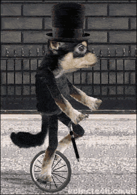 1225660258_animal_gifs_65 (280x400, 242Kb)