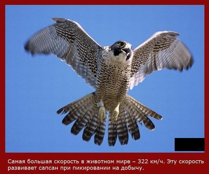 Speed_10 (700x585, 66Kb)