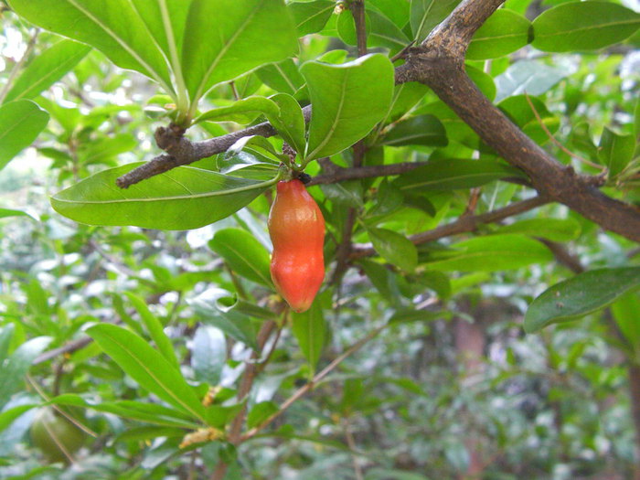 SANY0179 (700x525, 94Kb)