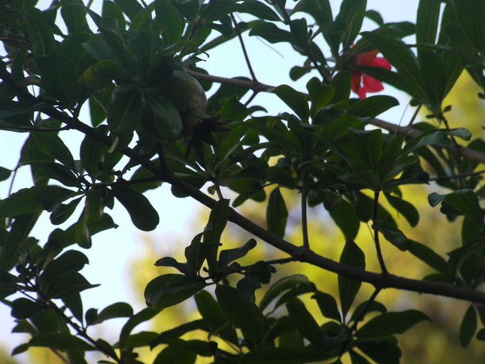 SANY0183 (700x525, 136Kb)