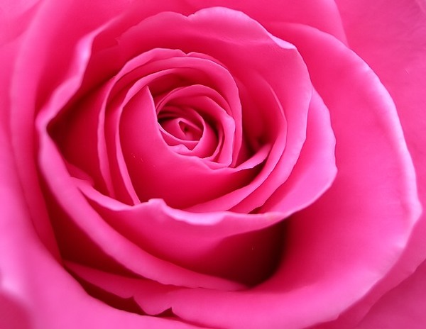 roz2 (600x464, 47Kb)