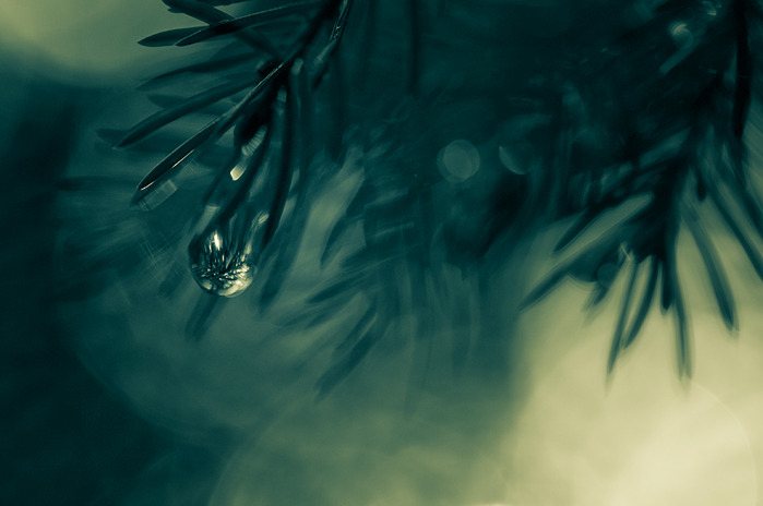 Lagerstedt1 (700x464, 62Kb)