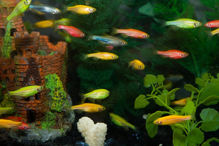 glofish_009_std (700x467, 118Kb)