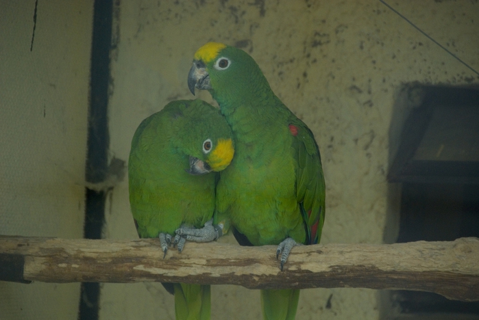 4150718_DSC_9841 (700x468, 194Kb)
