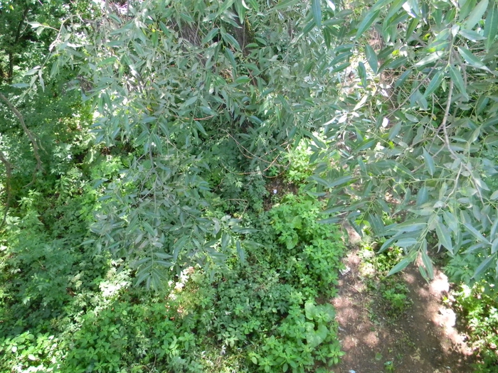 3014304_DSCN1752 (700x525, 385Kb)