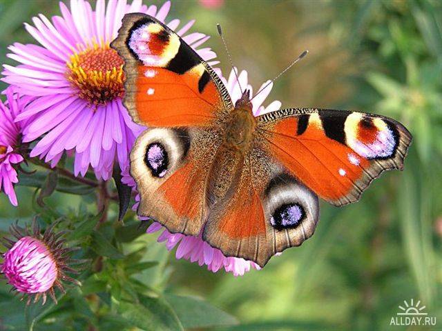 1284820877_allday.ru_35 (640x480, 58Kb)