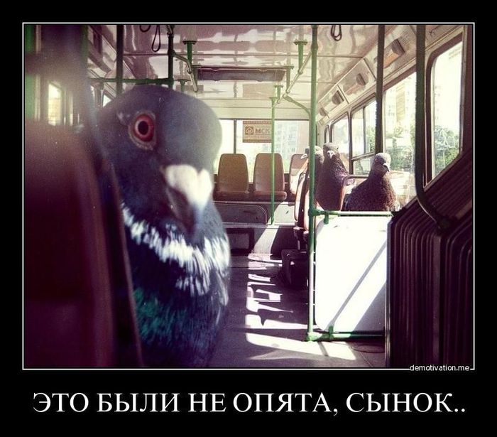 Demotivators_61 (700x615, 70Kb)