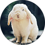 4292192_72292541_1300564235_9d0cc98765TFKDPQH_37159_f4b585b029 (150x150, 67Kb)