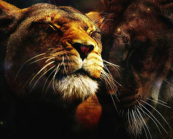 getImage (600x480, 82Kb)