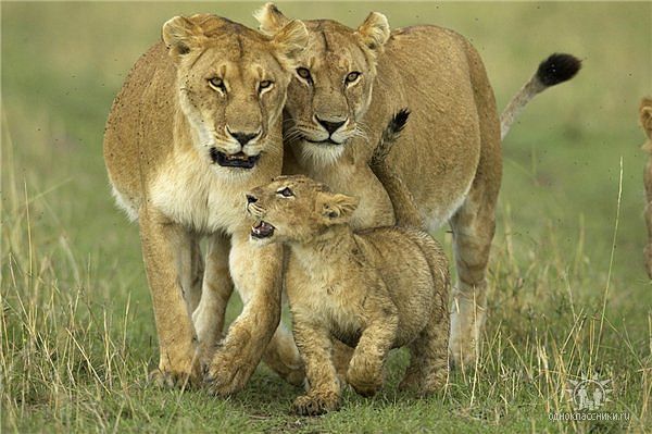 getImage (600x399, 56Kb)