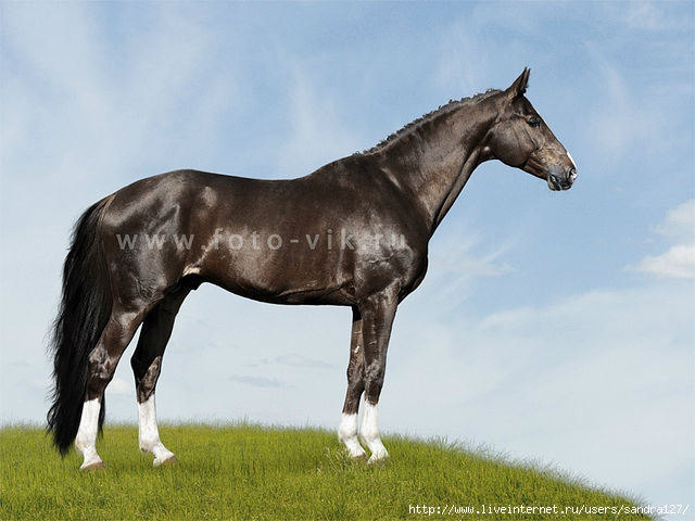 getImage (640x480, 142Kb)