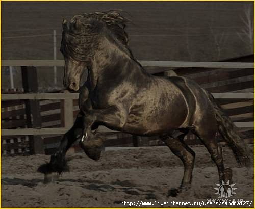 getImage (500x410, 84Kb)