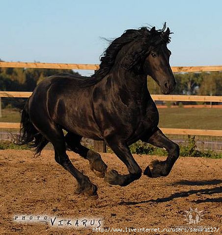 getImage (452x480, 141Kb)