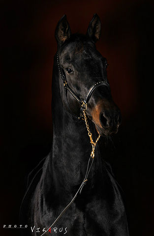 getImage (313x480, 17Kb)
