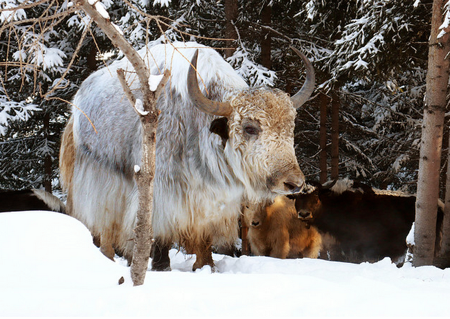 P1070682 Yaks in Tirol  Flickr - Photo Sharing! (650x461, 718Kb)