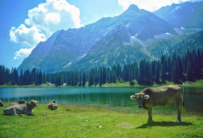 Zugspitzgebiet - Tirol - Urlaub - 08-1981  Flickr - Photo Sharing! (650x444, 722Kb)