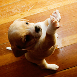 2120684_puppy (150x150, 49Kb)