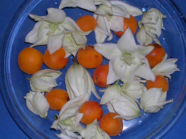 Apricots and yucca blossoms  Flickr - Photo Sharing! (600x450, 721Kb)