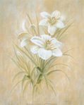  471-21355~White-Lillies-Posters (359x450, 24Kb)