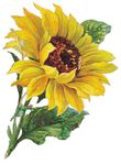  vintage-sunflower-clipart1 (354x480, 31Kb)