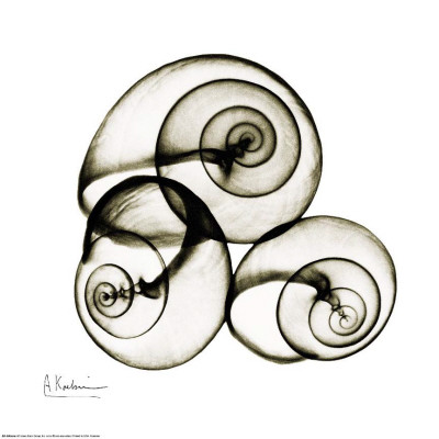 albert-koetsier-x-ray-snail-shells-sepia (400x400, 35Kb)