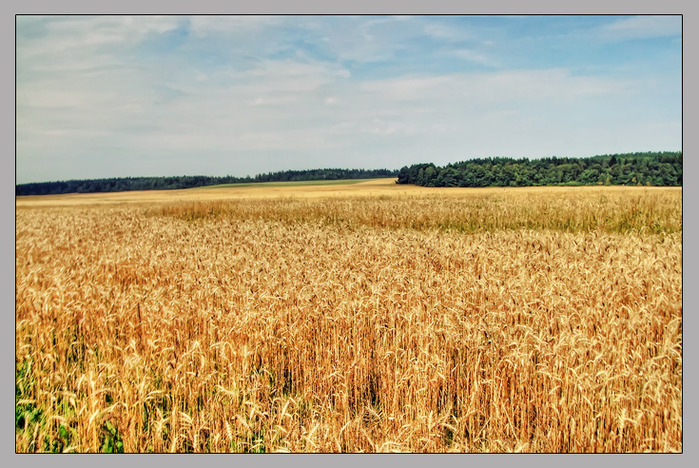 Пшеничное Поле Фото