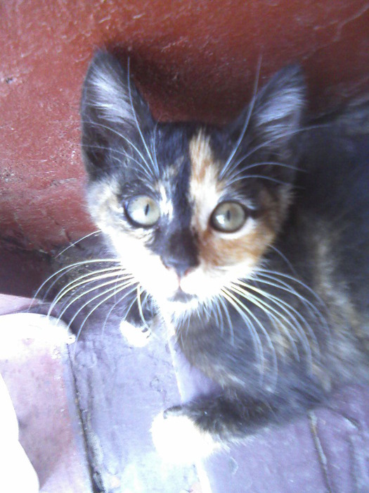 IMG383-01 (525x700, 109Kb)