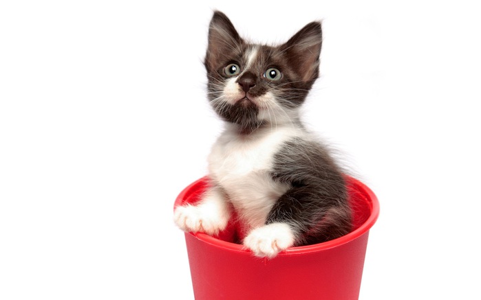 1440_Kitty in Flowerpot (700x437, 38Kb)