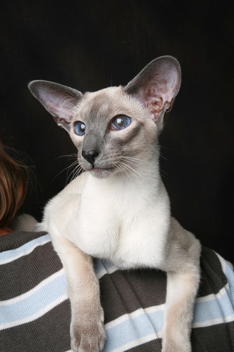 2222299_Siamskaya_koshka_SIA_PRIDE_BY (466x700, 187Kb)
